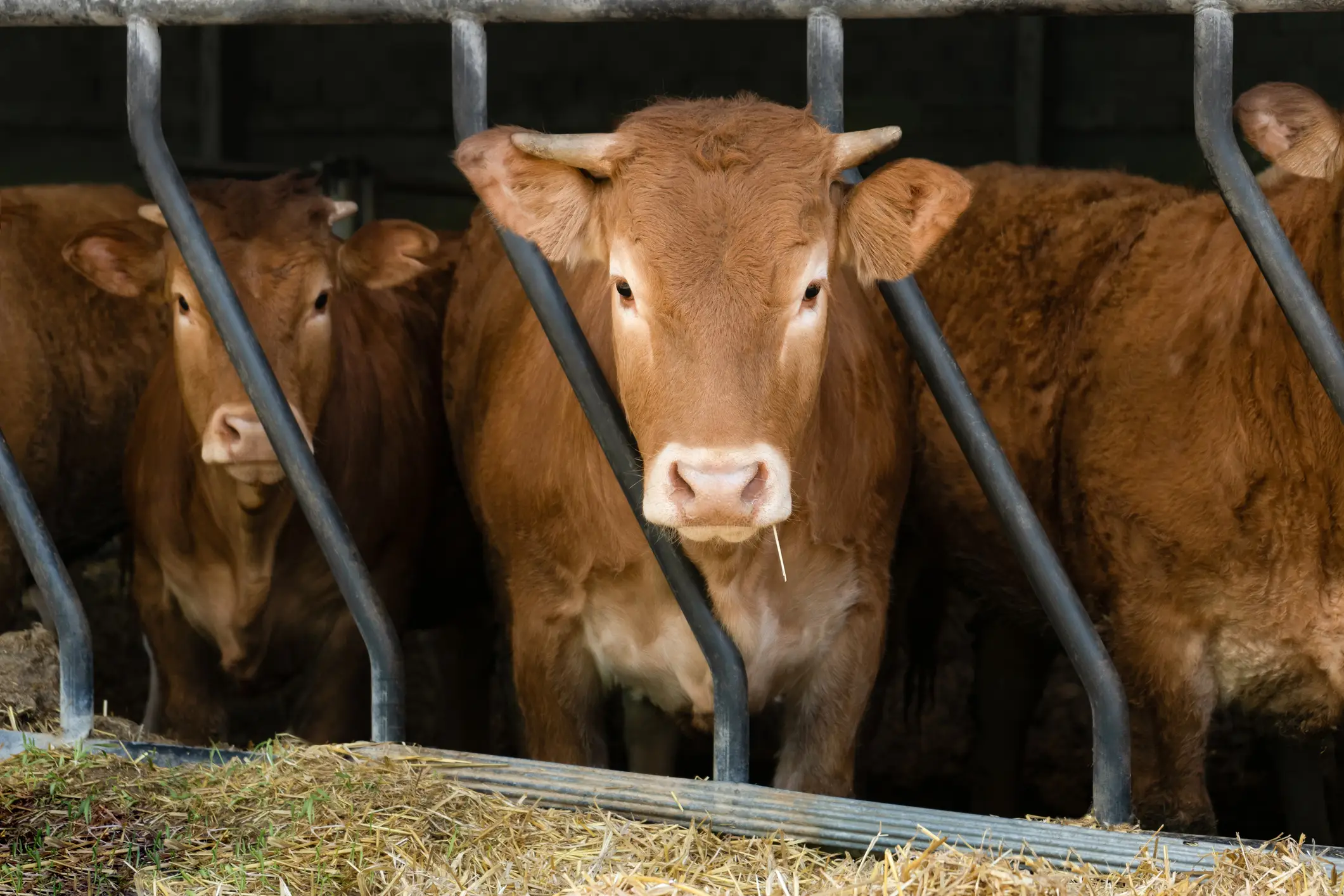 Shamonda virus is usually detected in livestock (Getty Stock Images)