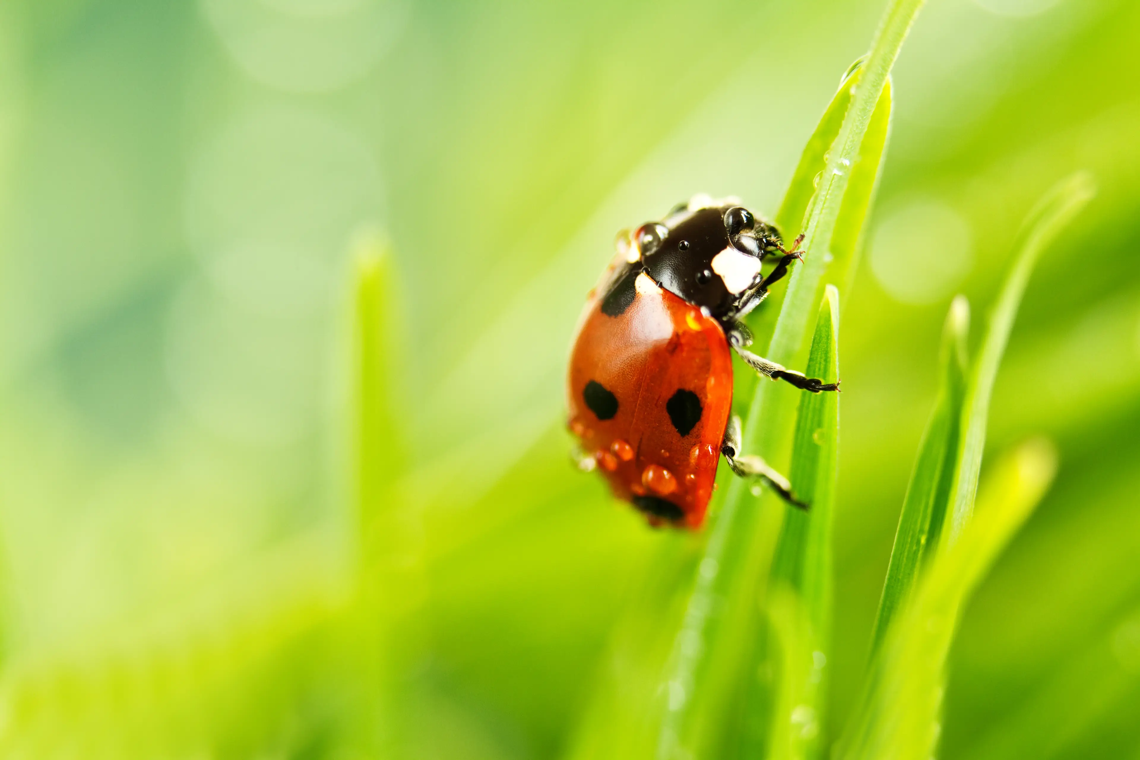Ladybugs can release pheromones in specific patterns, though they are not visible to the human eye. (Getty Stock Images)