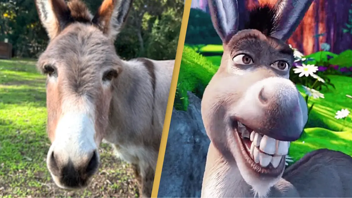 Instagram/bpdonkeys/Dreamworks