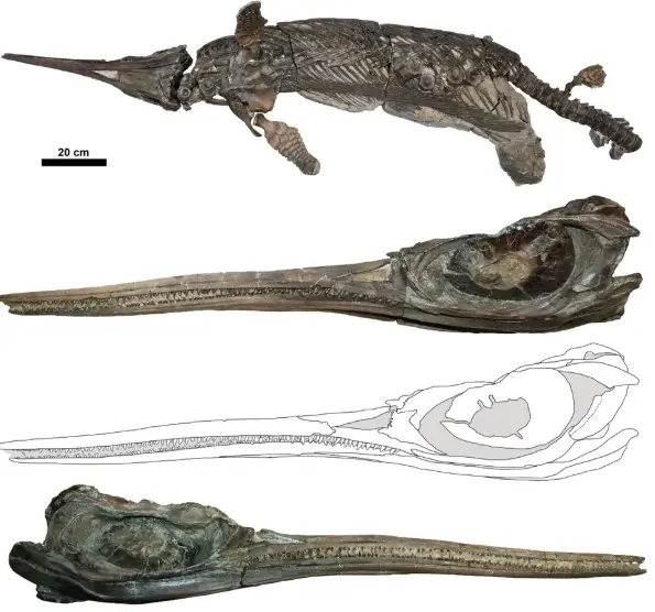 It could solve an evolutionary mystery (Dean Lomax, Judy Massare, and Erin Maxwell)