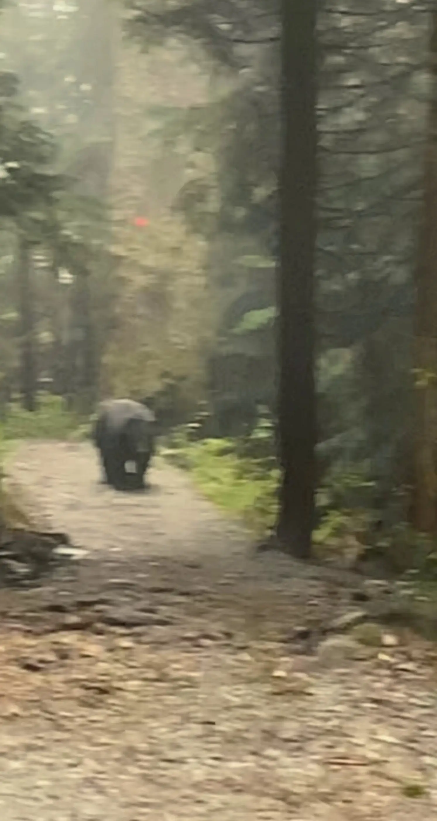 The group of friends had to hide behind a bush.