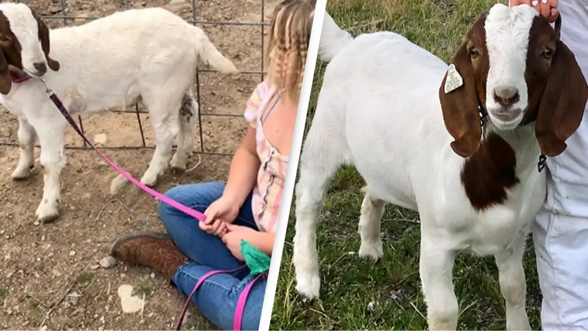 Advancing Law for Animals