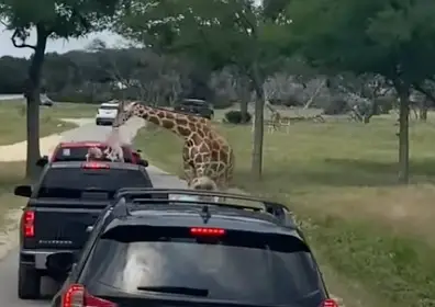 Paisley was pulled up by her shirt. (Lindsey Merriman via Storyful)