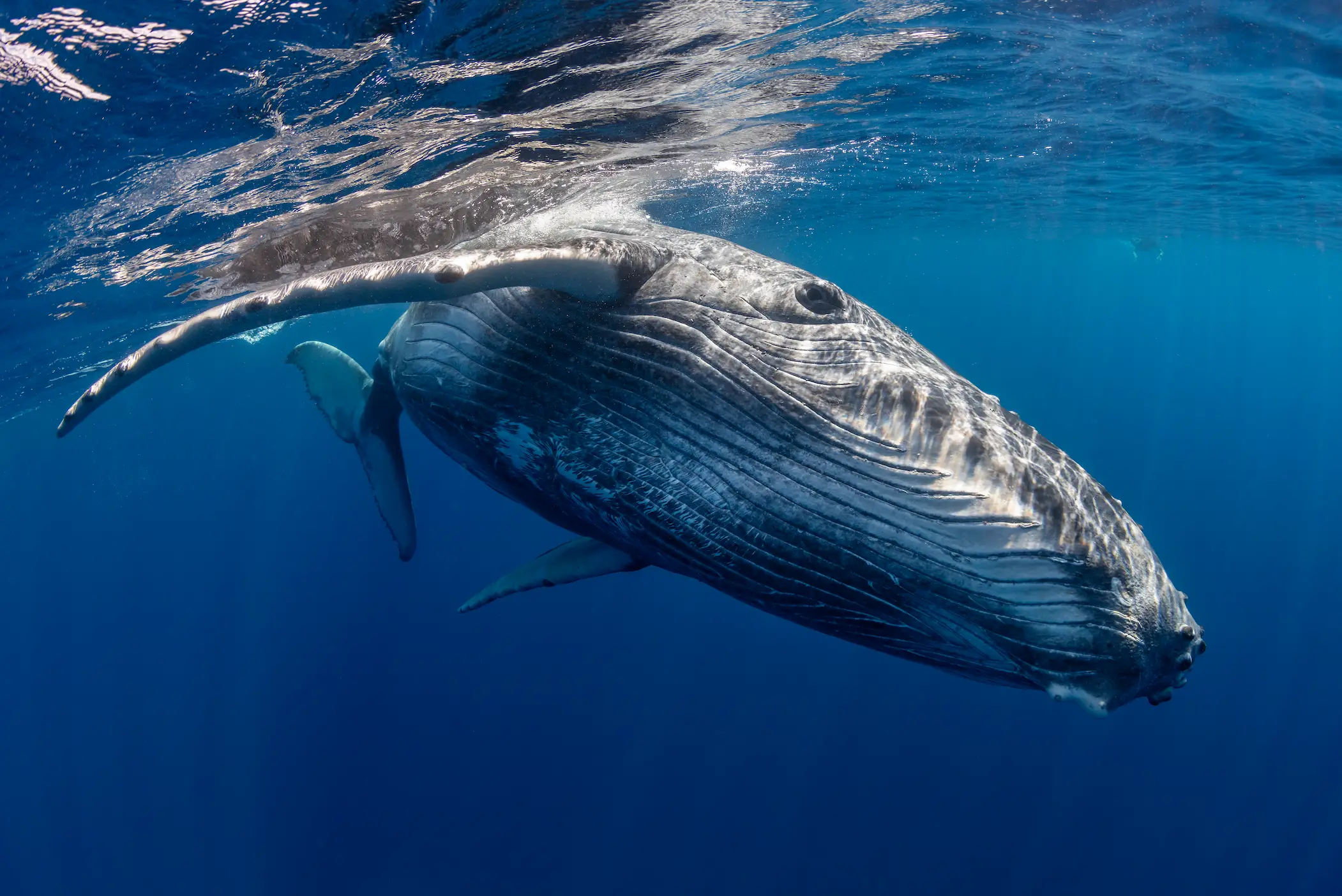 Will Wensley and Brenton Owens initially had plans to go for a sunrise swim and yoga session before they leapt into action after spotting the distressed animal on July 1 in the early morning. (Getty Stock Image)