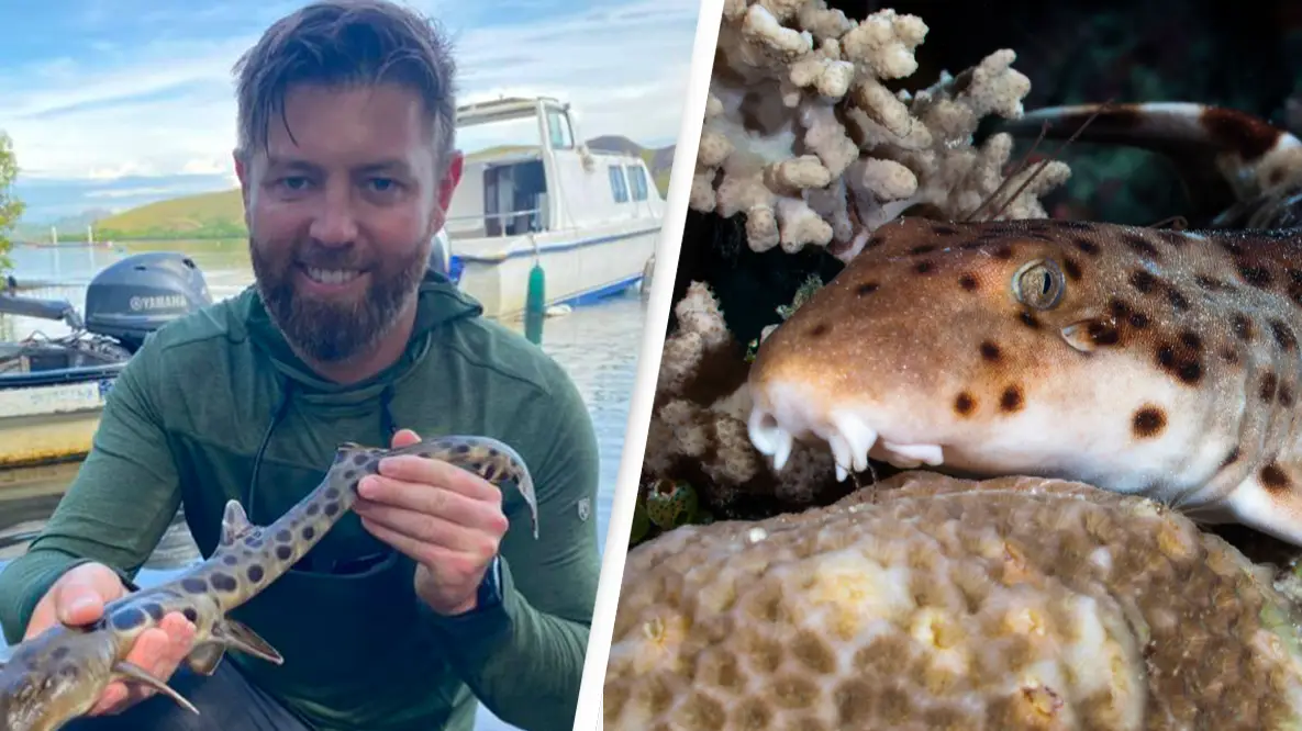 Discovery/ Matthew Oldfield Underwater Photography / Alamy