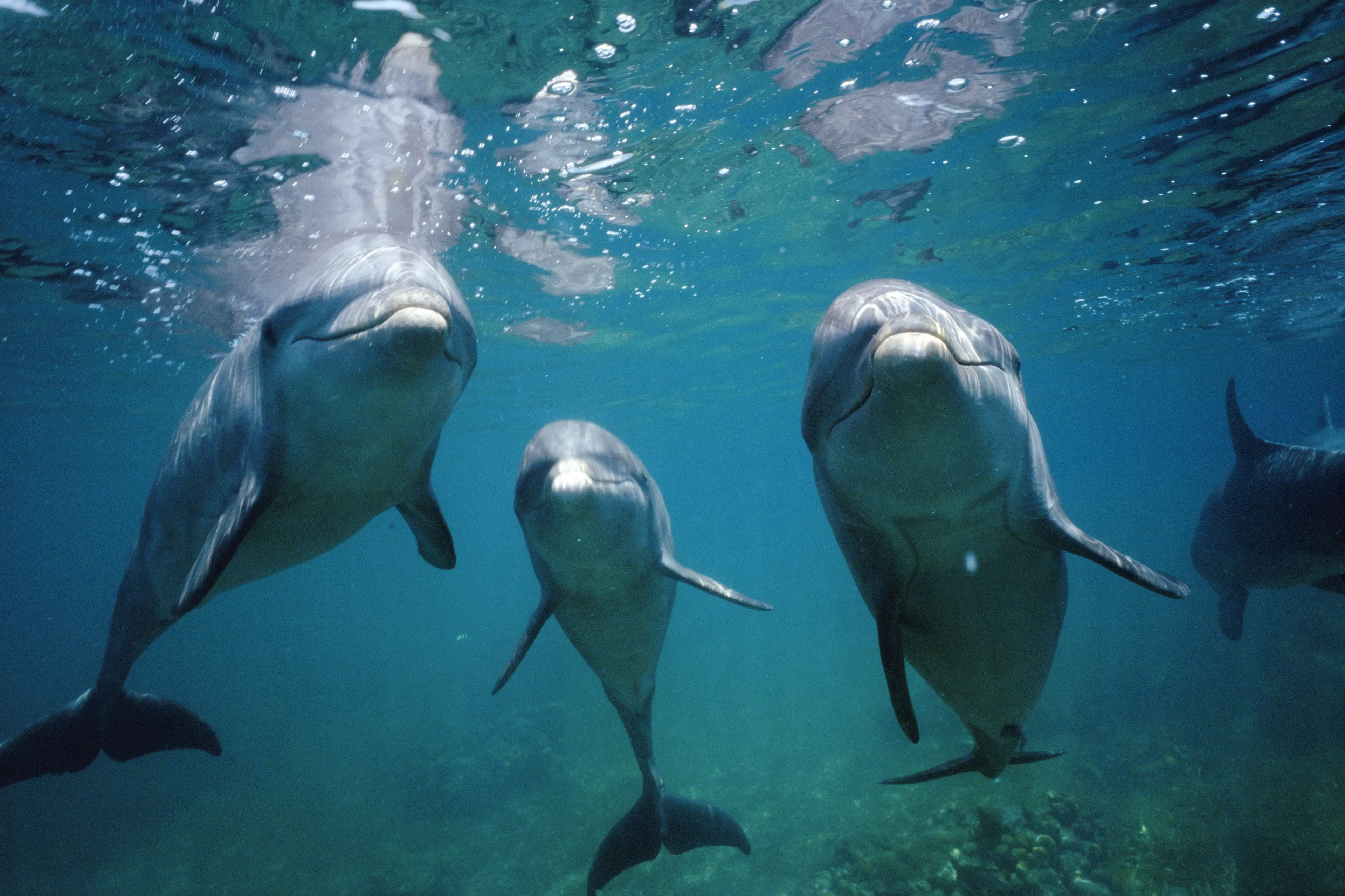 NASA were funding the dolphin experiments before funding was cut(Getty Stock Image)