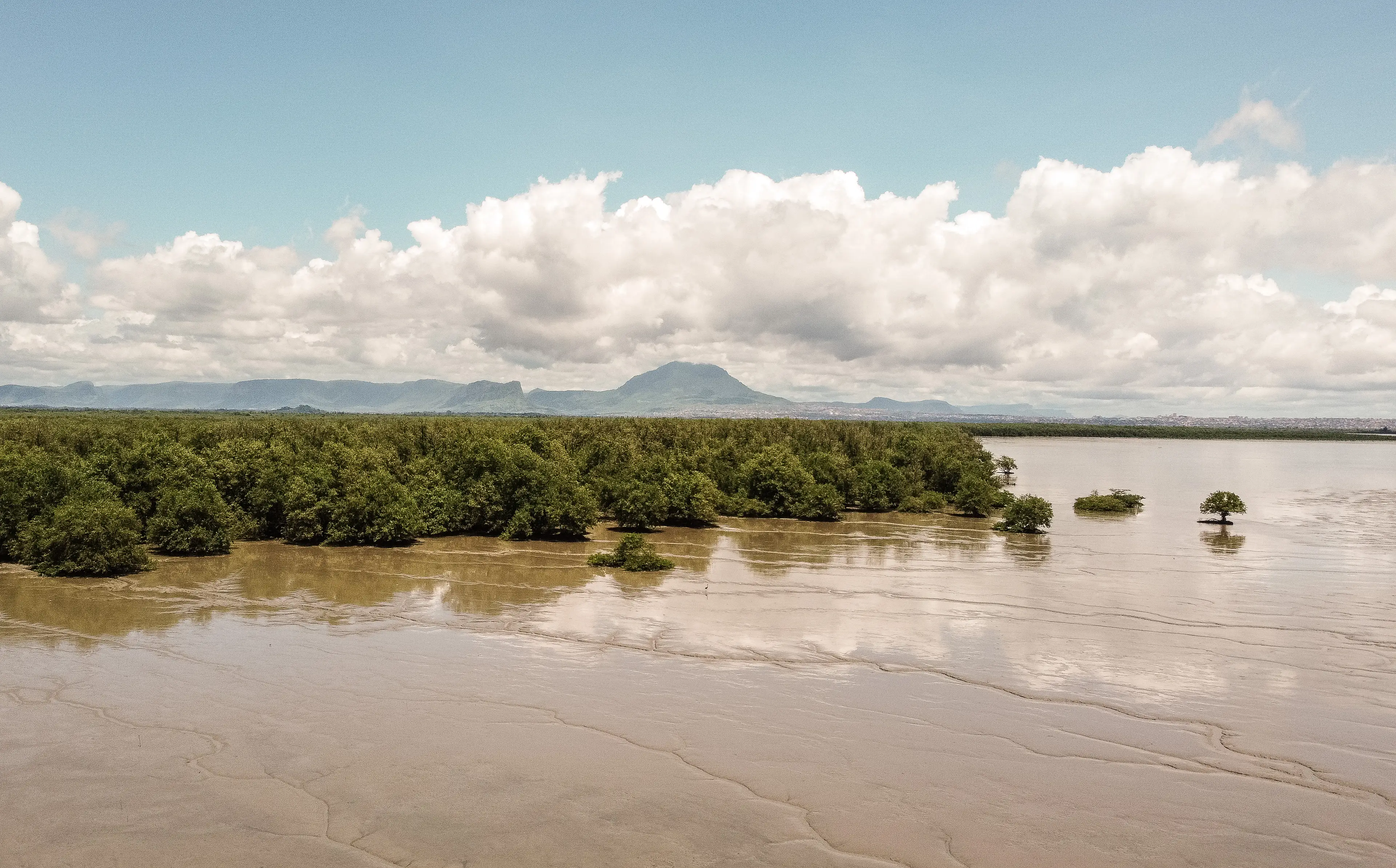 Mangroves often grow in coastal areas.