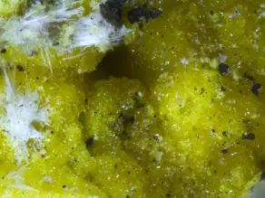 Humboldtine (yellow) seen under a microscope, with halotrichite (white)(Picture: Prögler/LfU)(Progler/LfU)