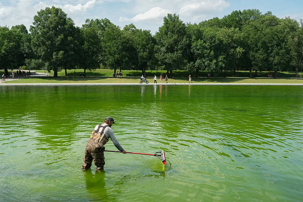 Washington DC's Reflecting Pool has already turned green (Ken CEDENO / AFP via Getty Images)