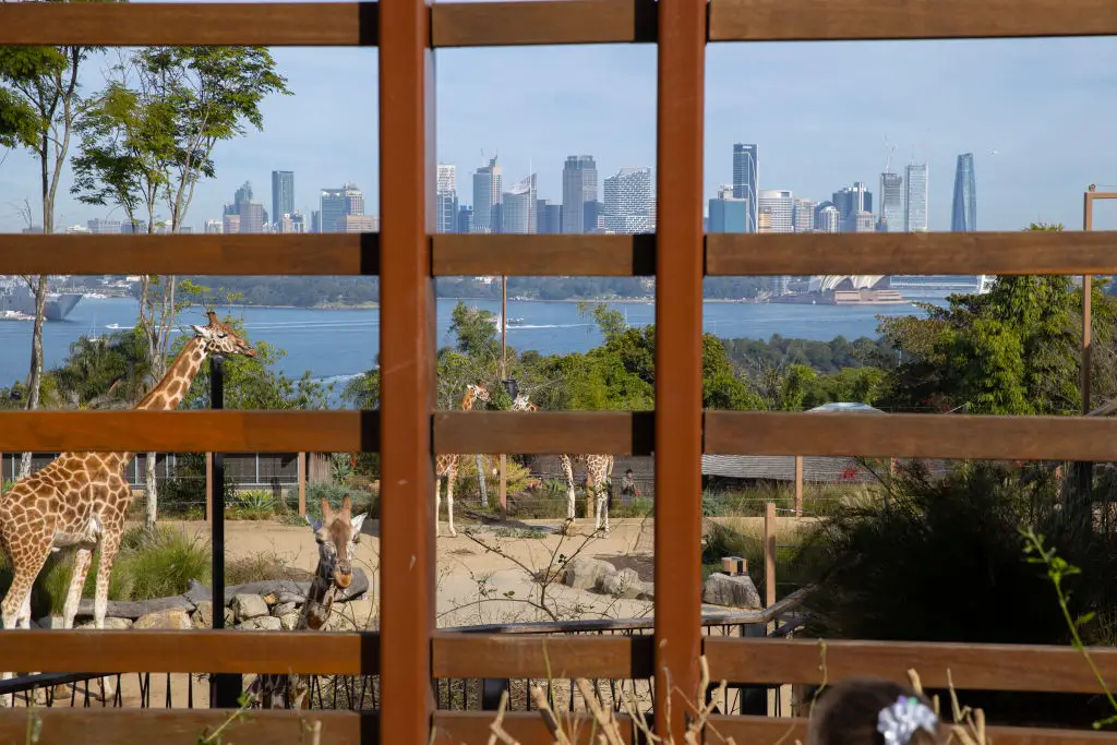 Taronga Zoo is home to more than 5,000 animals (Steve Christo/Corbis via Getty Images)