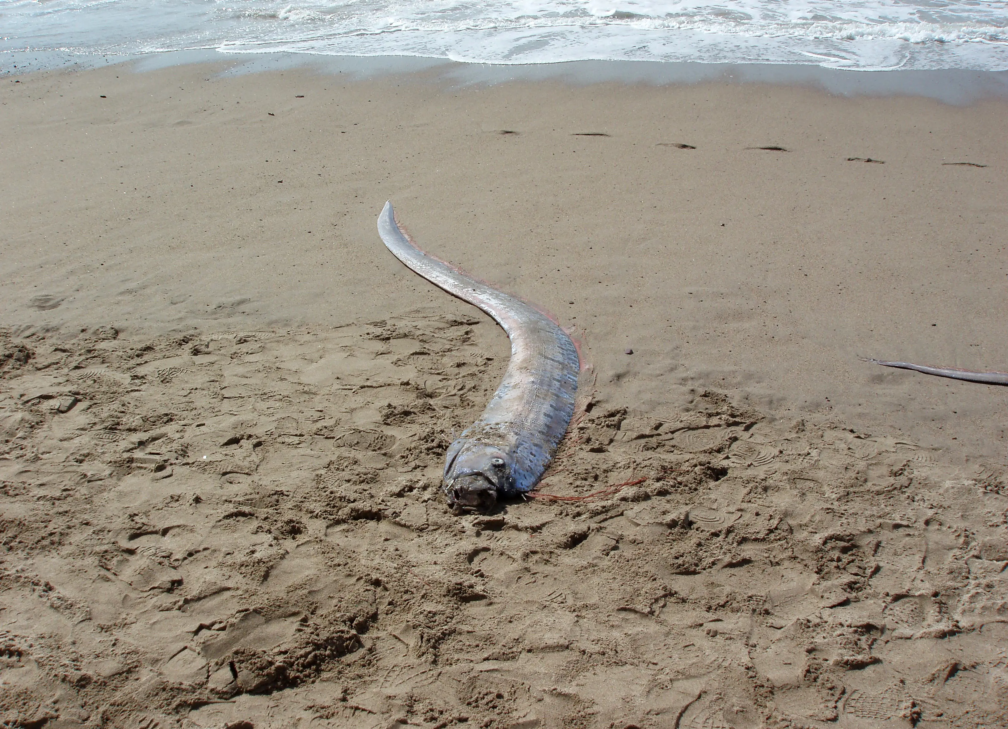 The fish is believed to be a oarfish (Eric Broder Van Dyke / Getty)