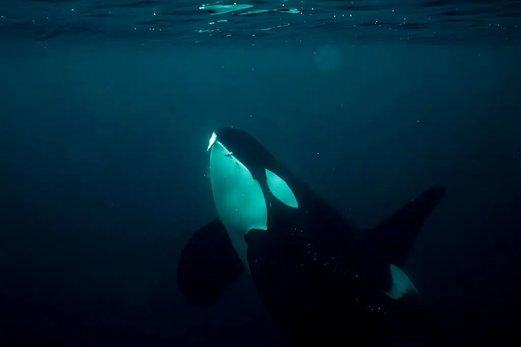 Toni is reportedly the oldest Iberian Orca Whale. (Photo by Olivier MORIN / AFP via Getty Images)