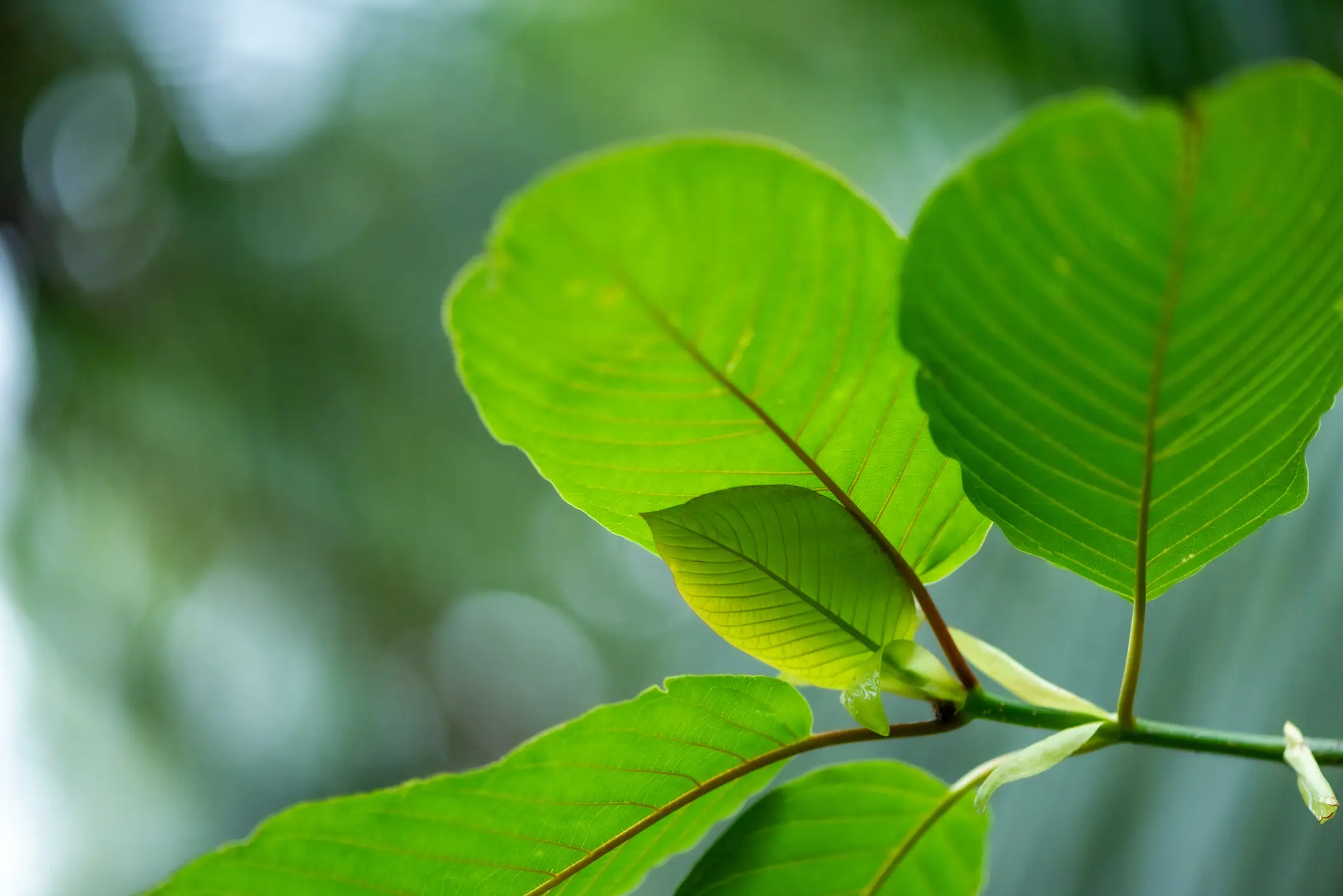 Kratom is a herbal extract made from a tropical evergreen tree native to Southeast Asia (Getty Stock Images)