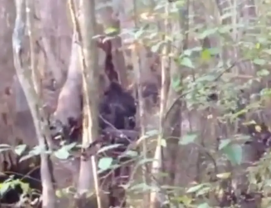 Highcliff asked the public for help identifying the creature.