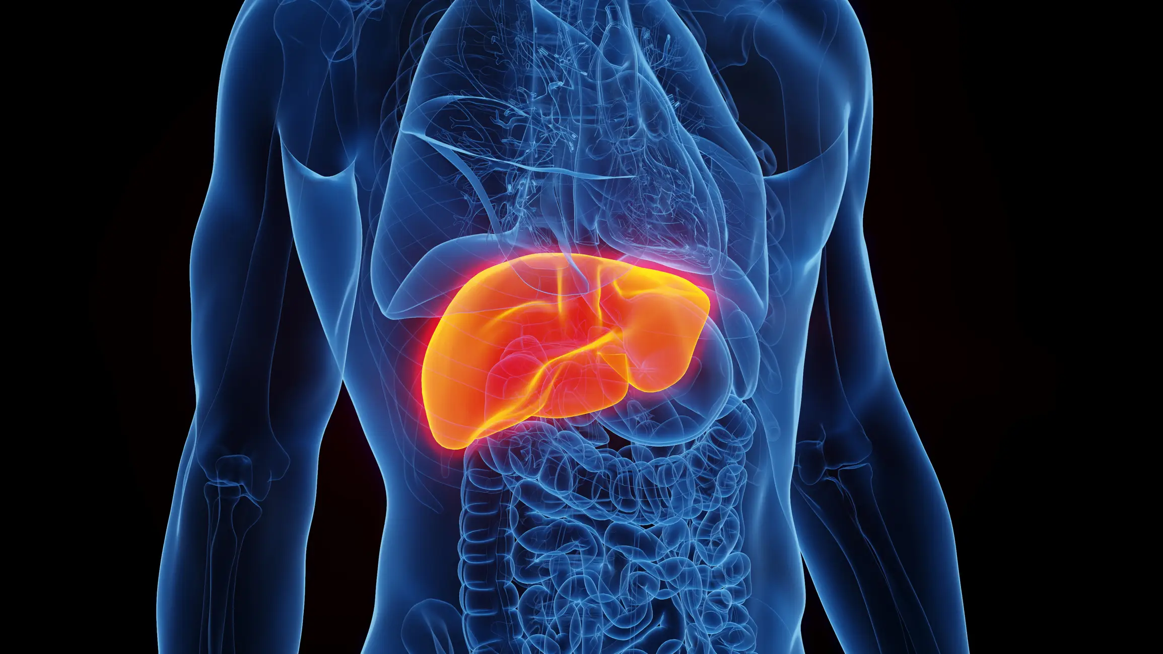 The liver can be hit hard by excess sugar (Sebastian Kaulitzki/Science Photo Library/Getty Images)