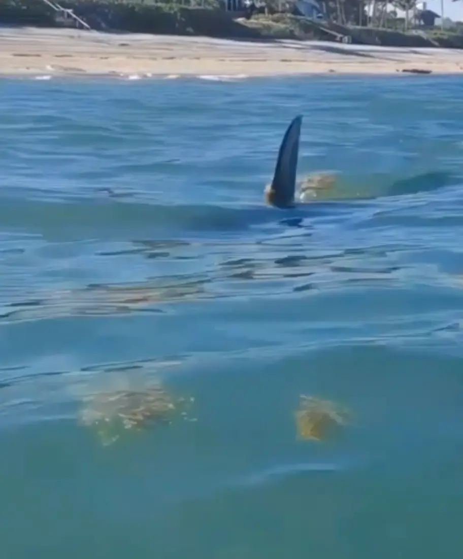 The hammerhead was spotted off the cost of Florida.