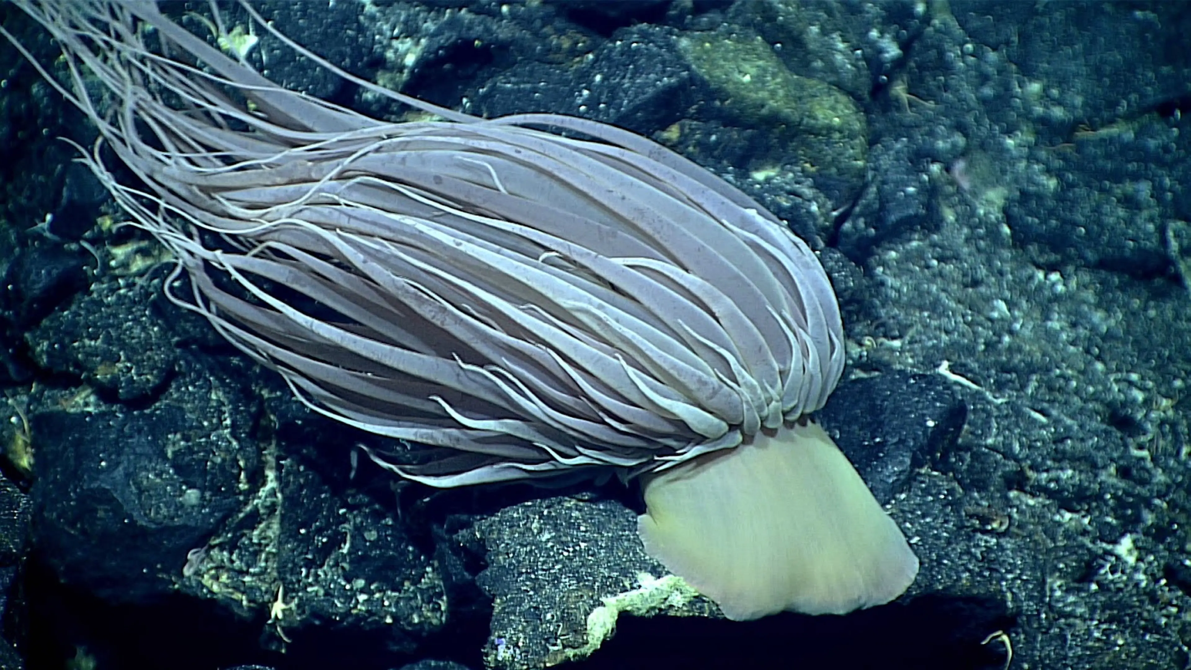 The sea anemone lives at the very bottom of the ocean (SWNS)