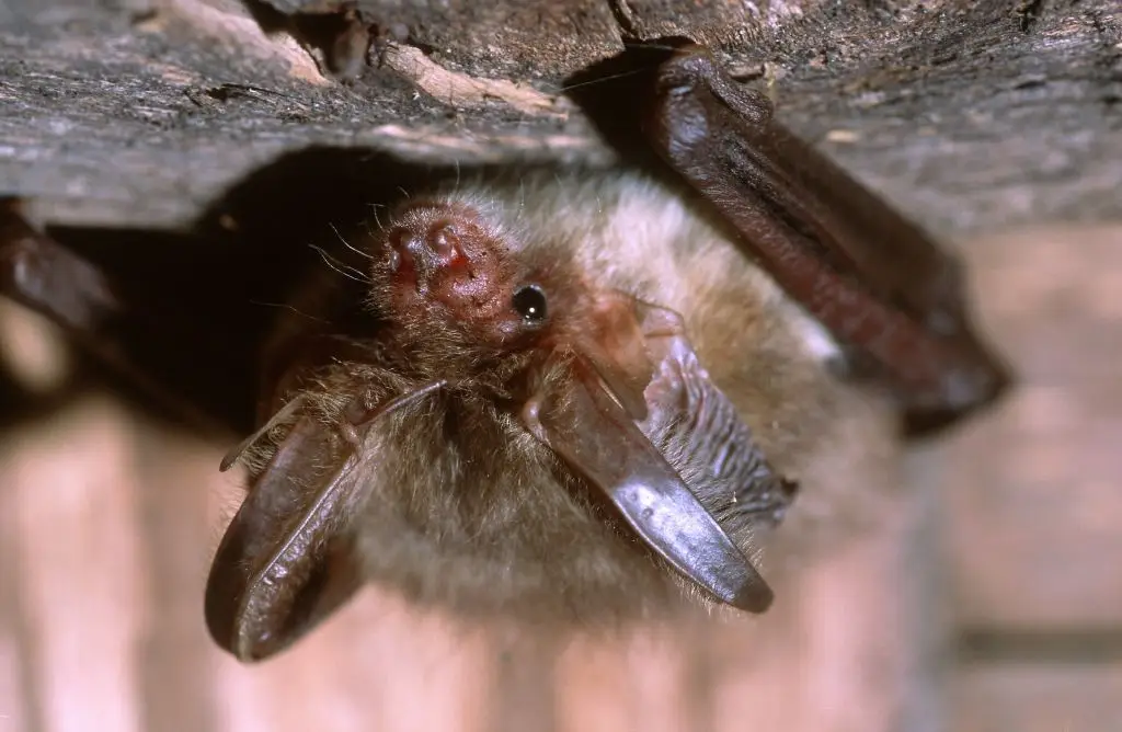 Bats and their droppings can be infected with a fungus that proves fatal (Jaanus JŠrva/Focus/Universal Images Group via Getty Images)