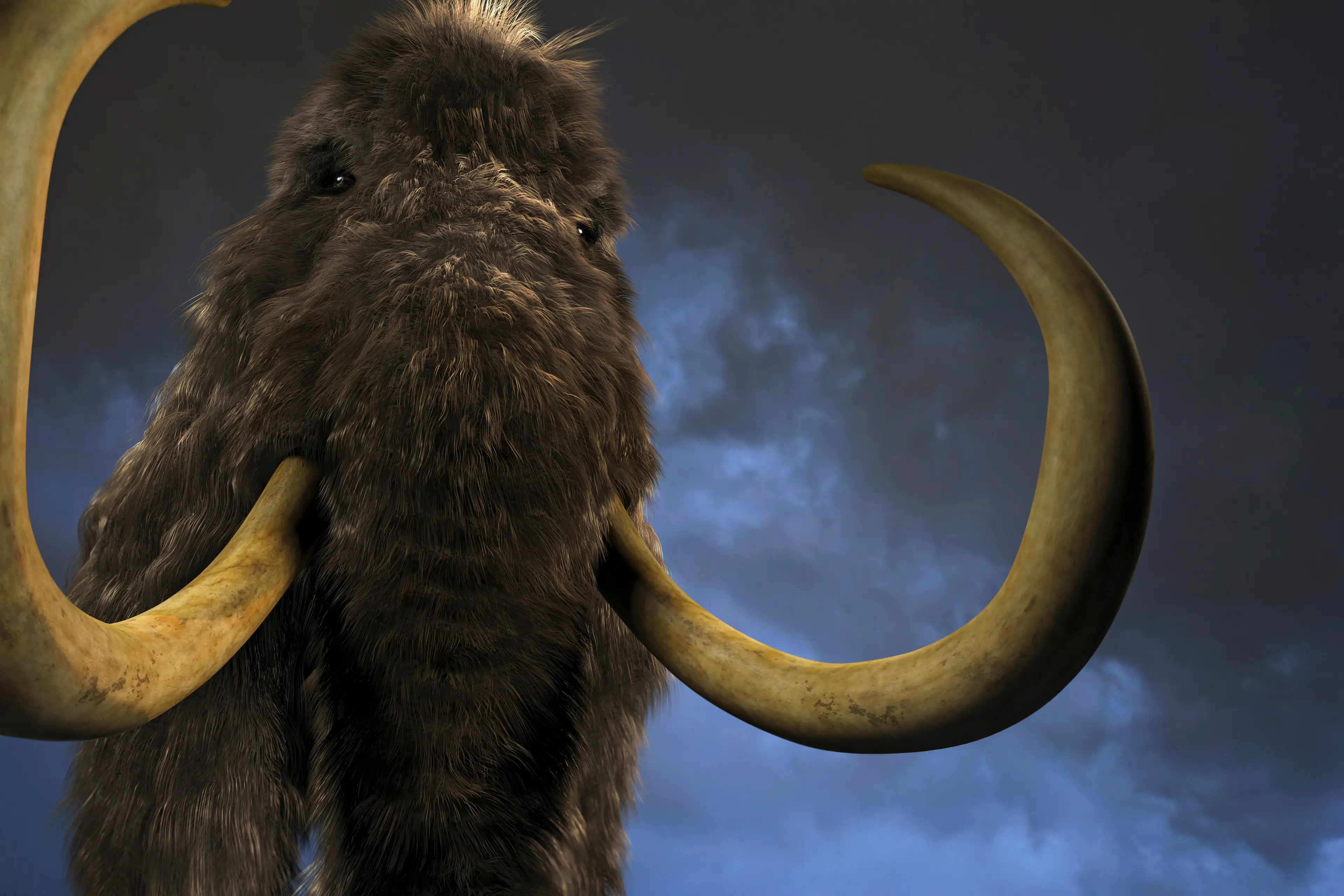 Wooly mammoth.