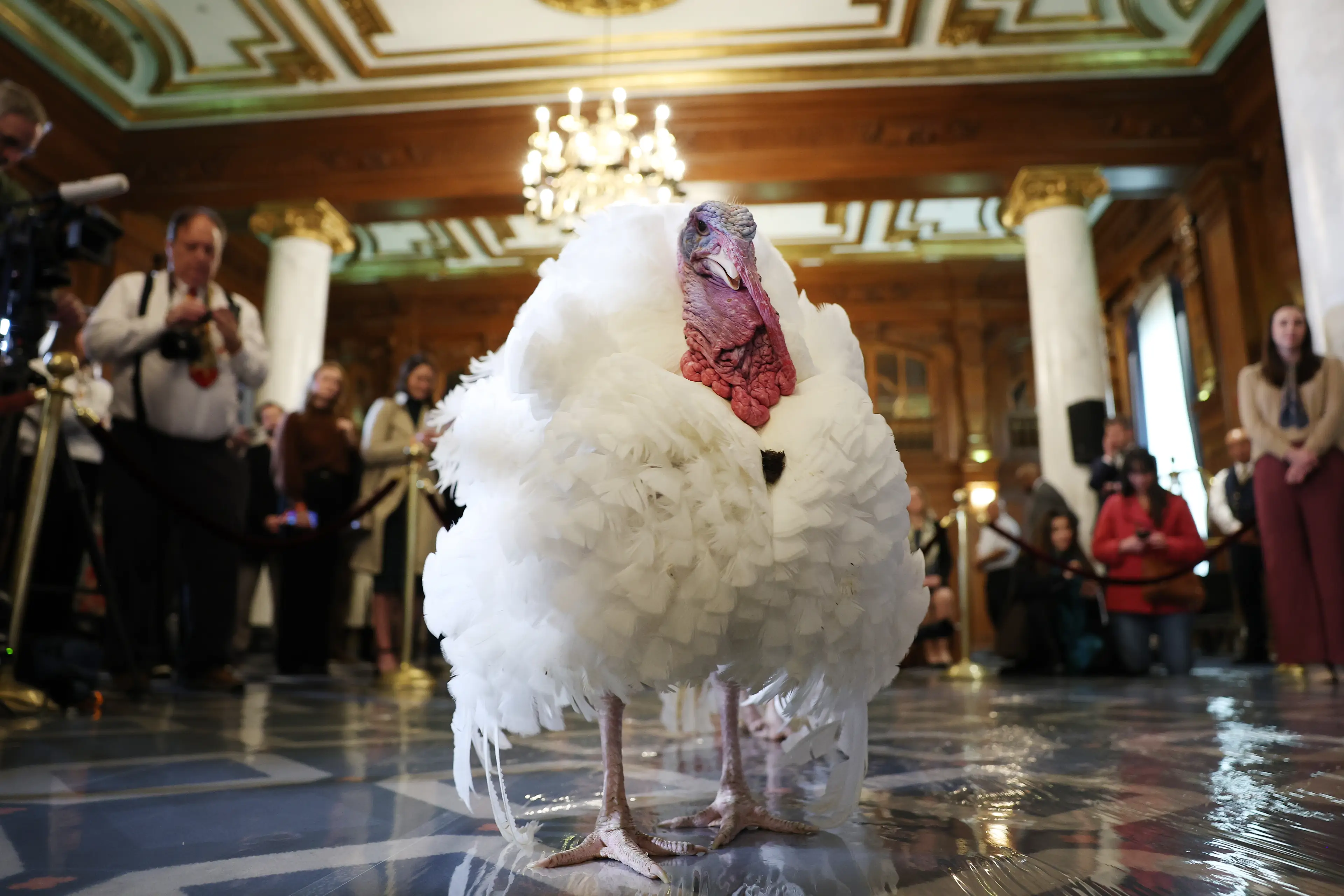 Waddle and Gobble don't need to worry about this after being pardoned (Anna Moneymaker/Getty Images)