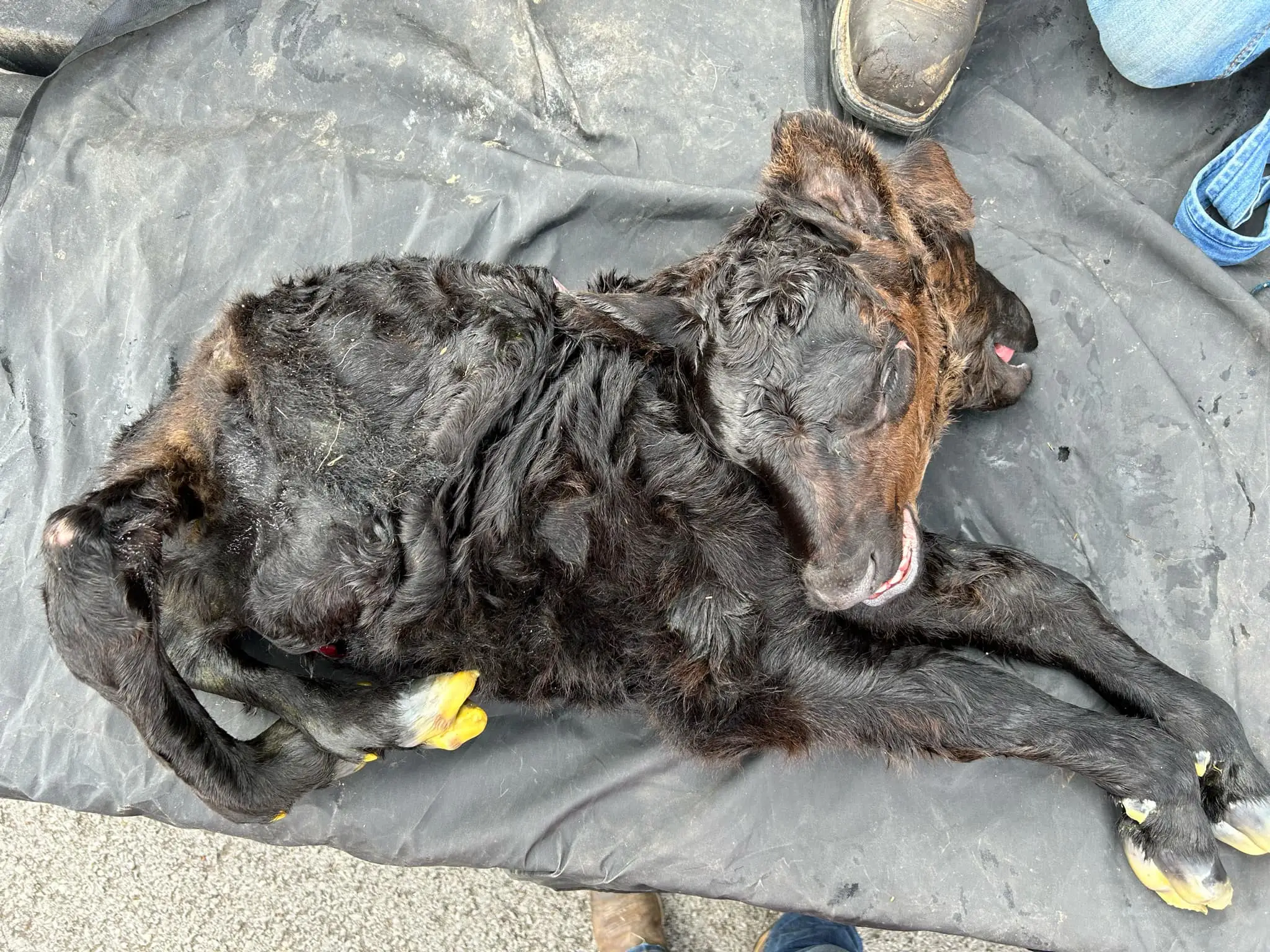 The calf was born with two heads (Pen News)