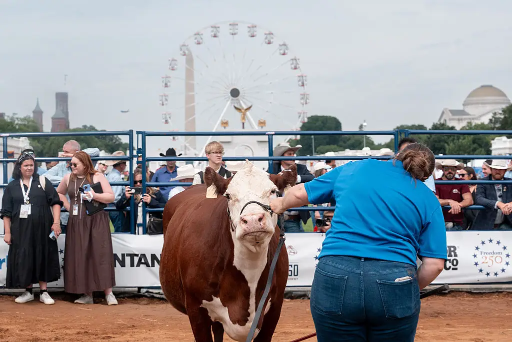 'Melania' wasn't the only cow competing at the fair.  (Andrew Leyden/Getty Images)