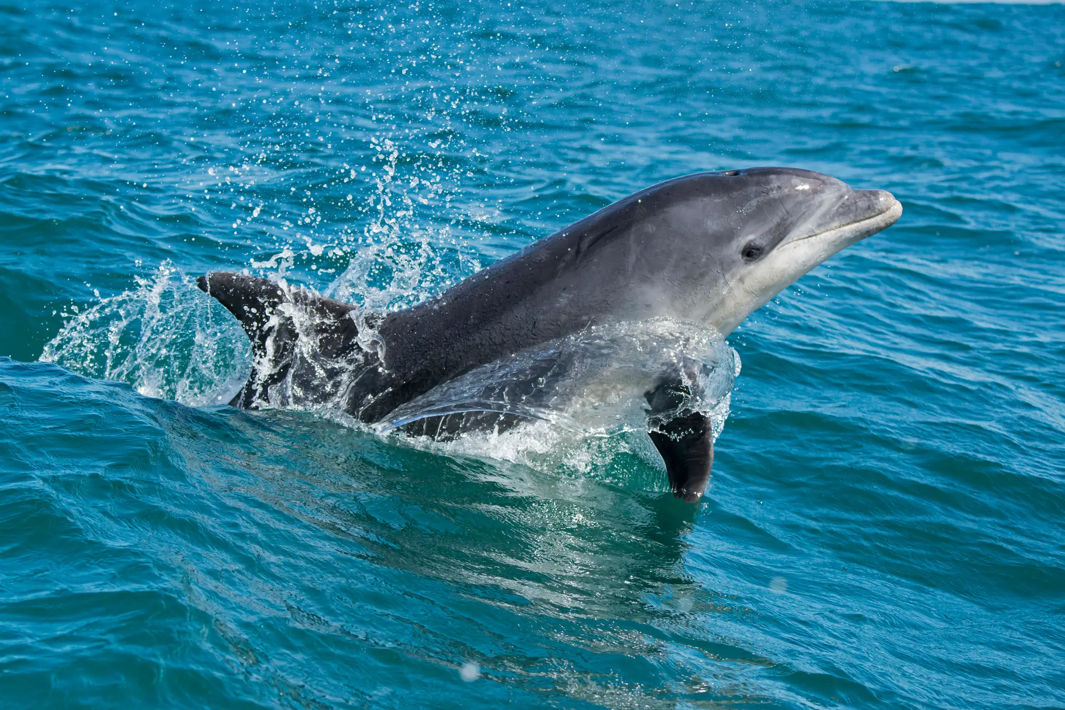 A bottlenose dolphin is being blamed for the attacks (Getty Stock)