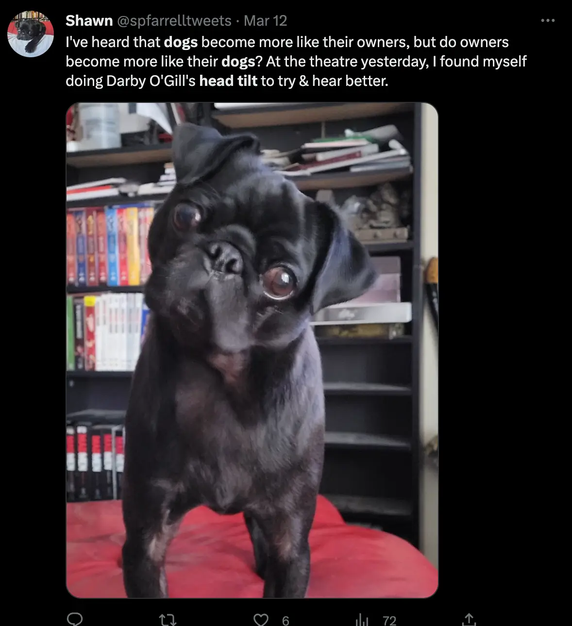 Researchers predicted gifted dogs would tilt their heads more if head-tilting is related to processing meaningful audible stimuli.