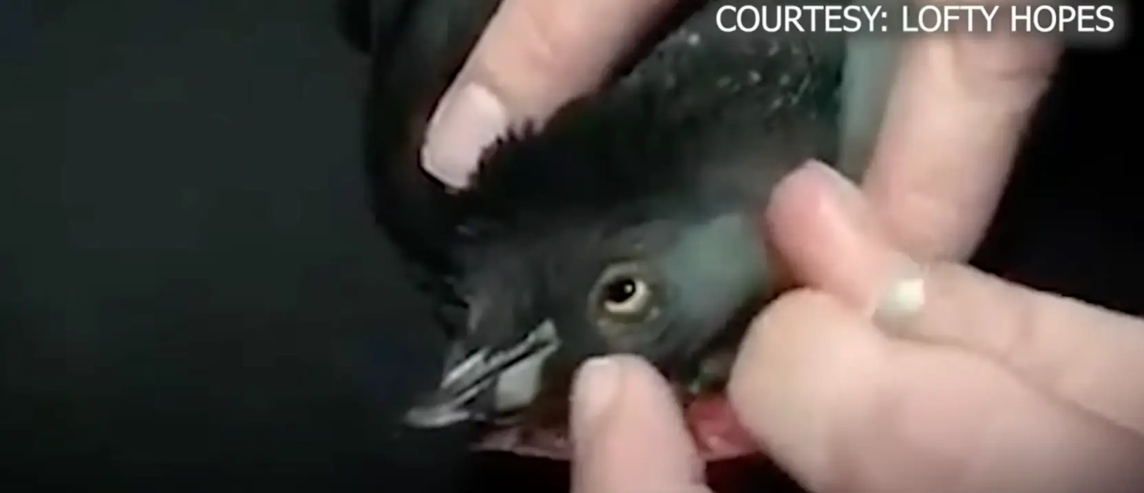 Two of the birds sadly died (Lofty Hopes/Fox News)