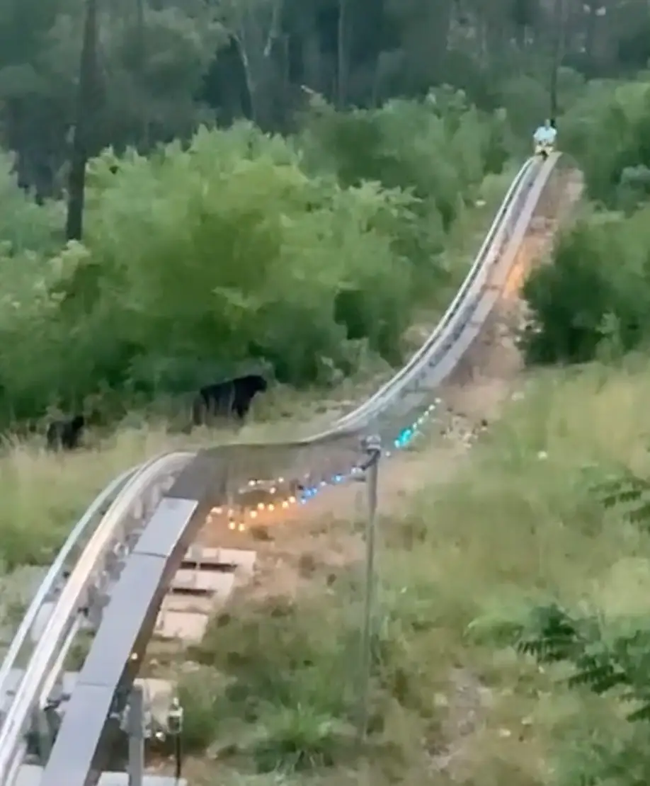 The woman was not aware there was a massive black bear nearby.