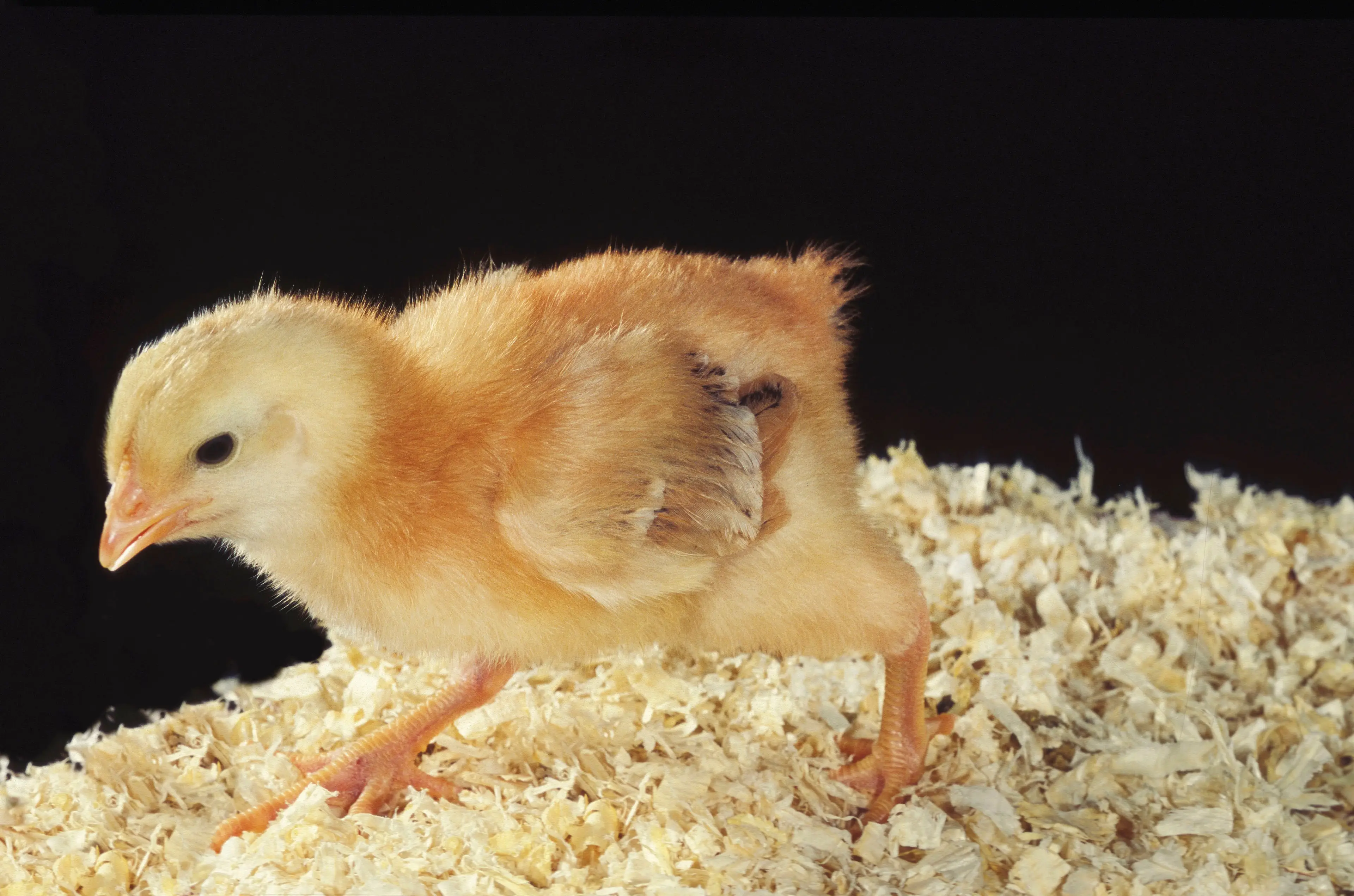 What do you think? Any similarities?