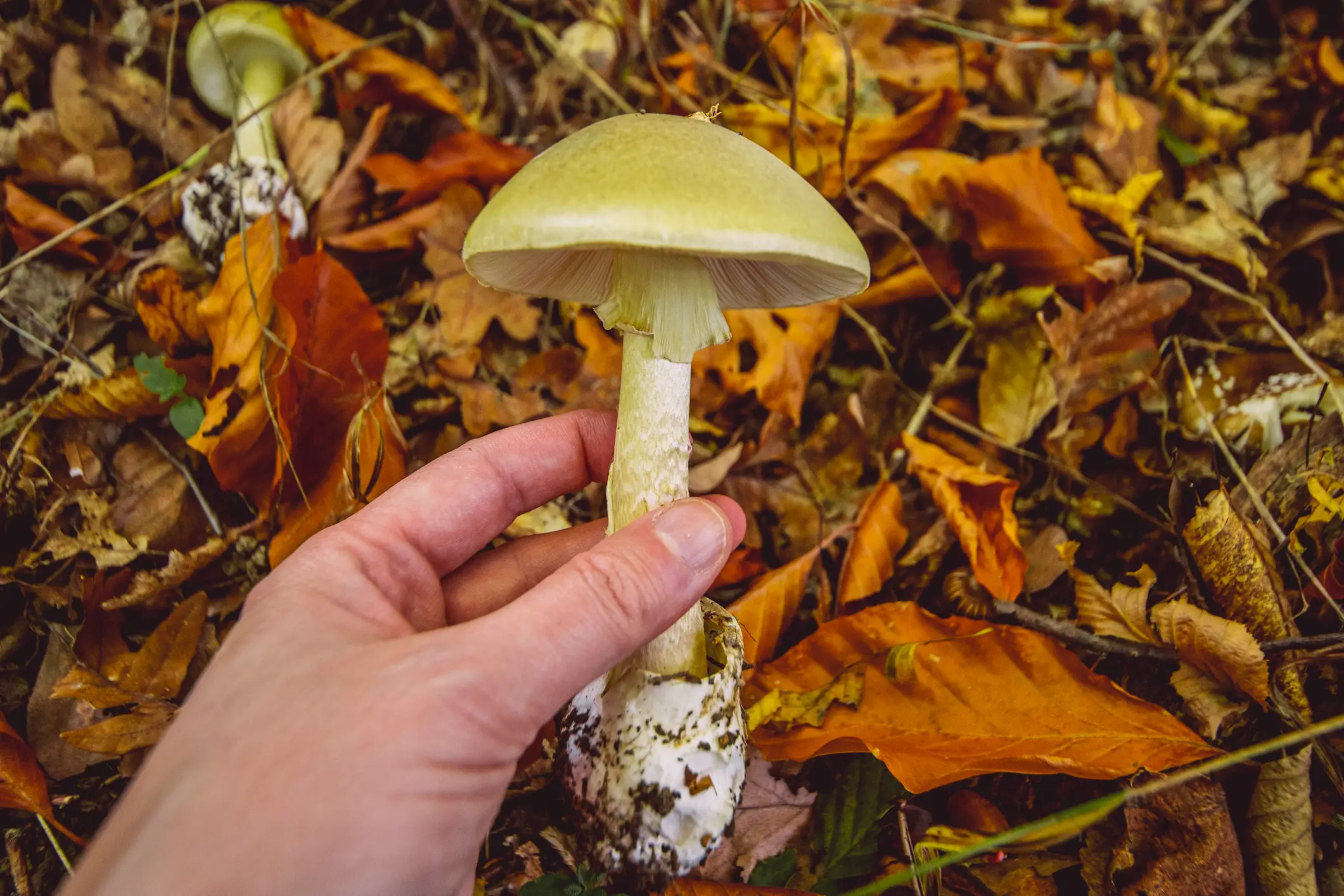 Four have died after eating death cap mushrooms (Getty Stock Images)