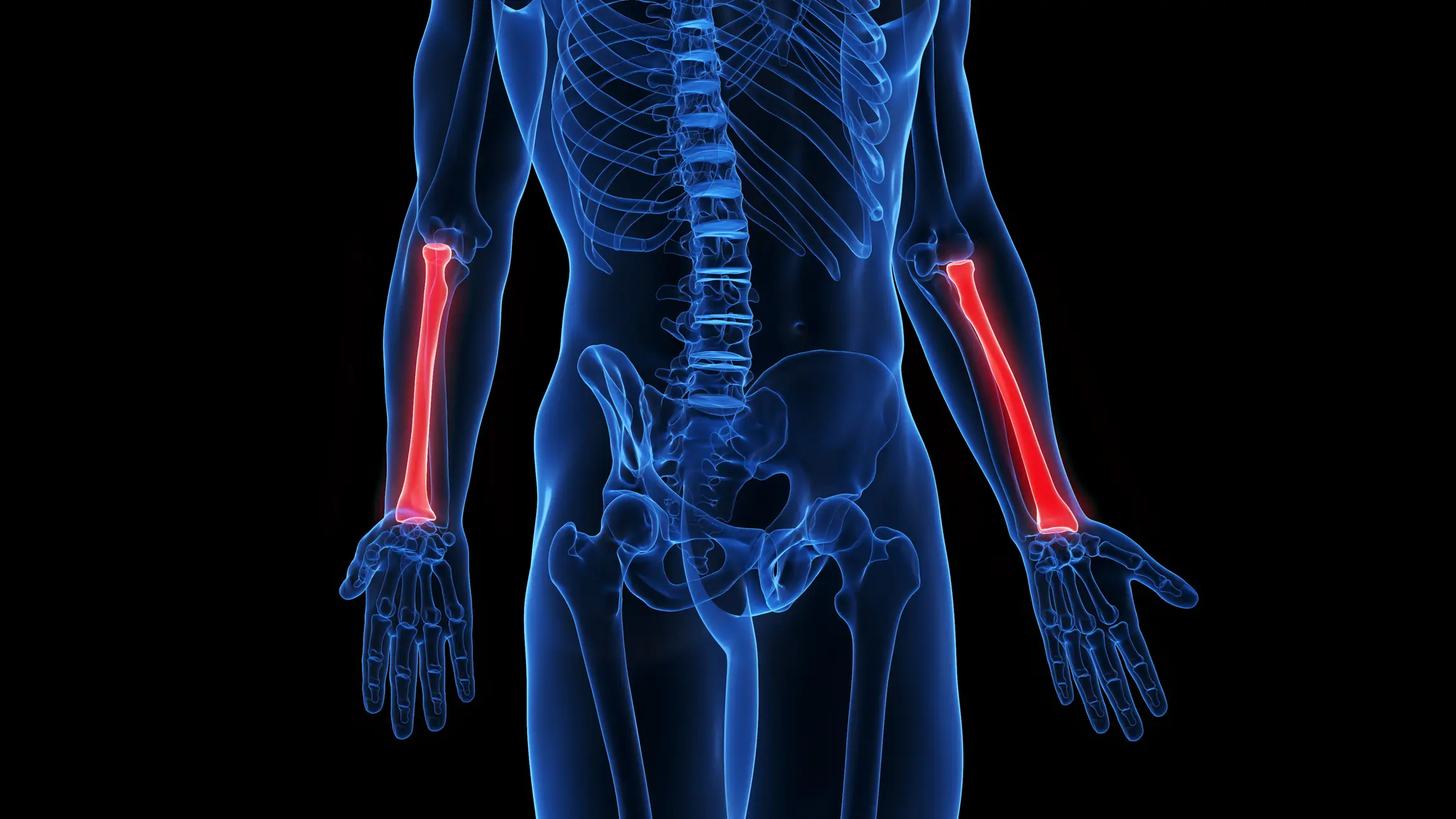 The radius can be particularly fragile after time in space (Sebastian Kaulitzki/Science Photo Library/Getty Images)