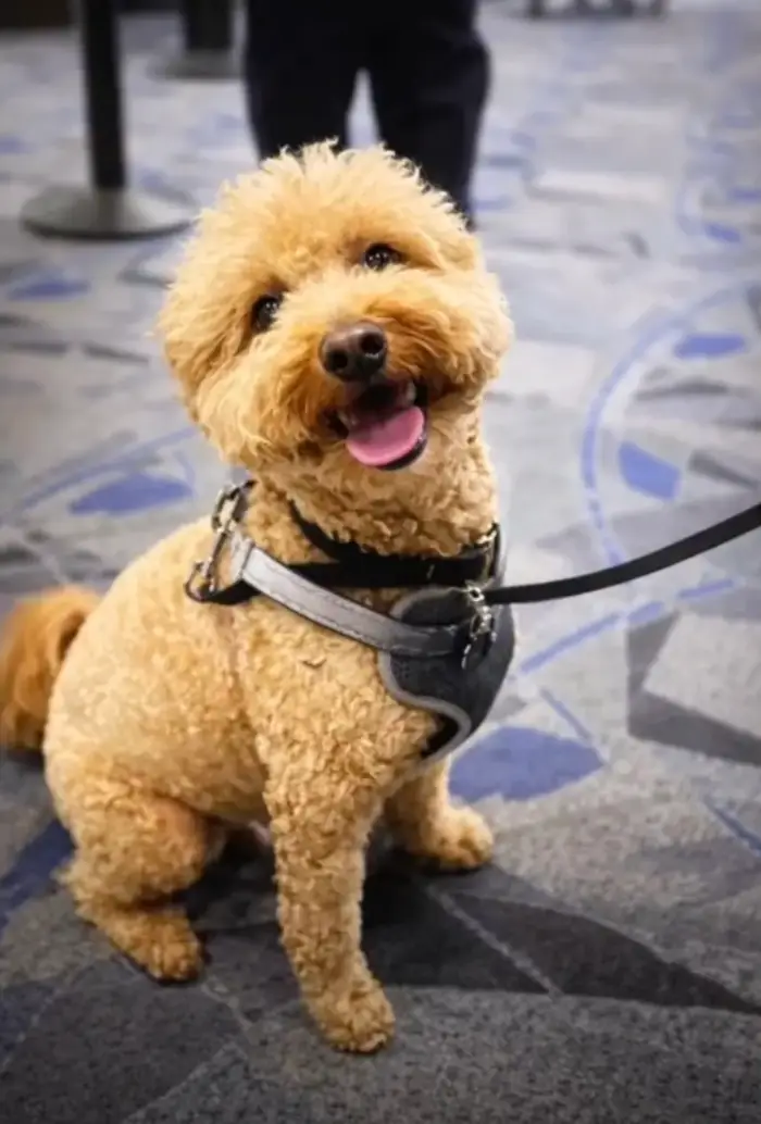 The adorable pup was left behind... (LVMPD)