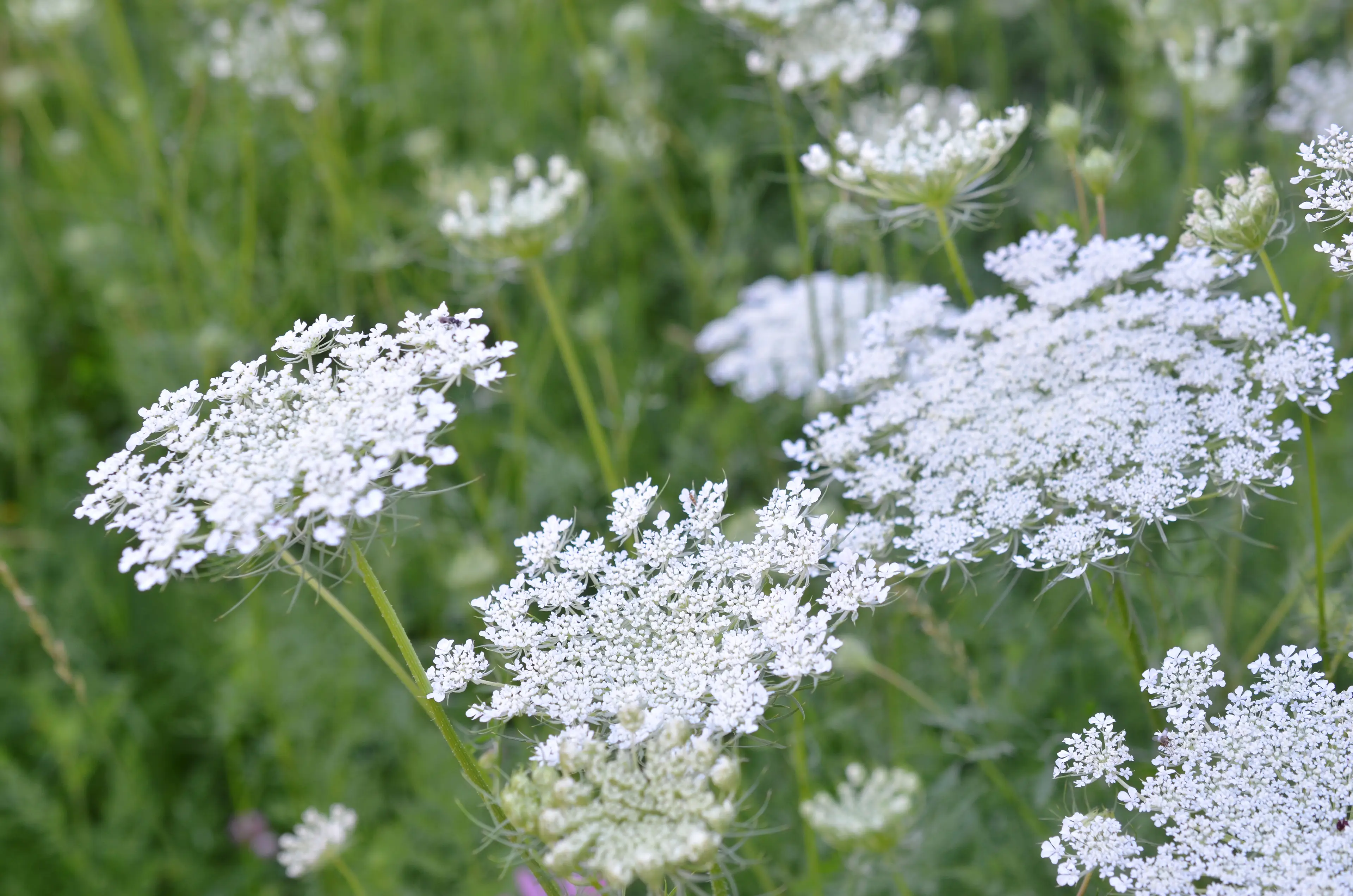 The woman had come into contact with hemlock.