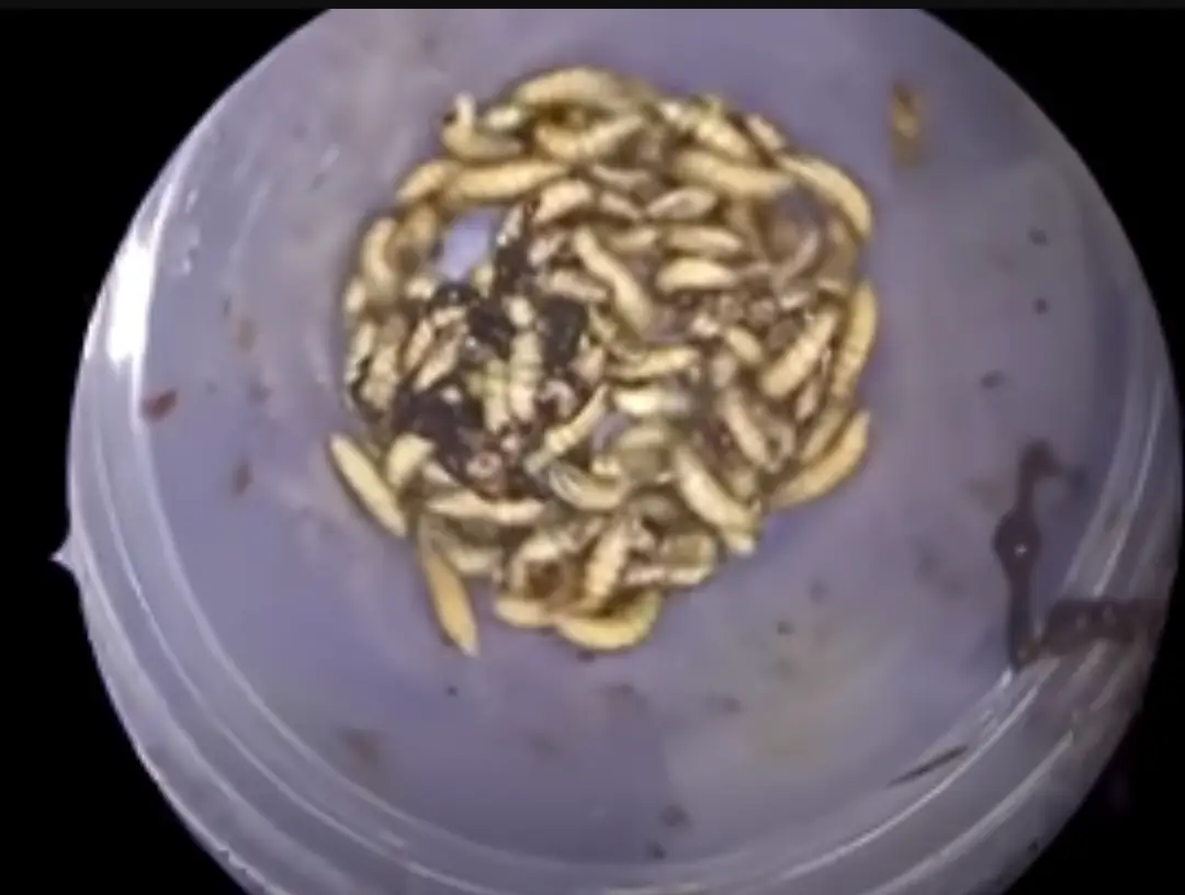 A man from Florida got a shock when he went to the doctors after feeling ‘off’ for months.