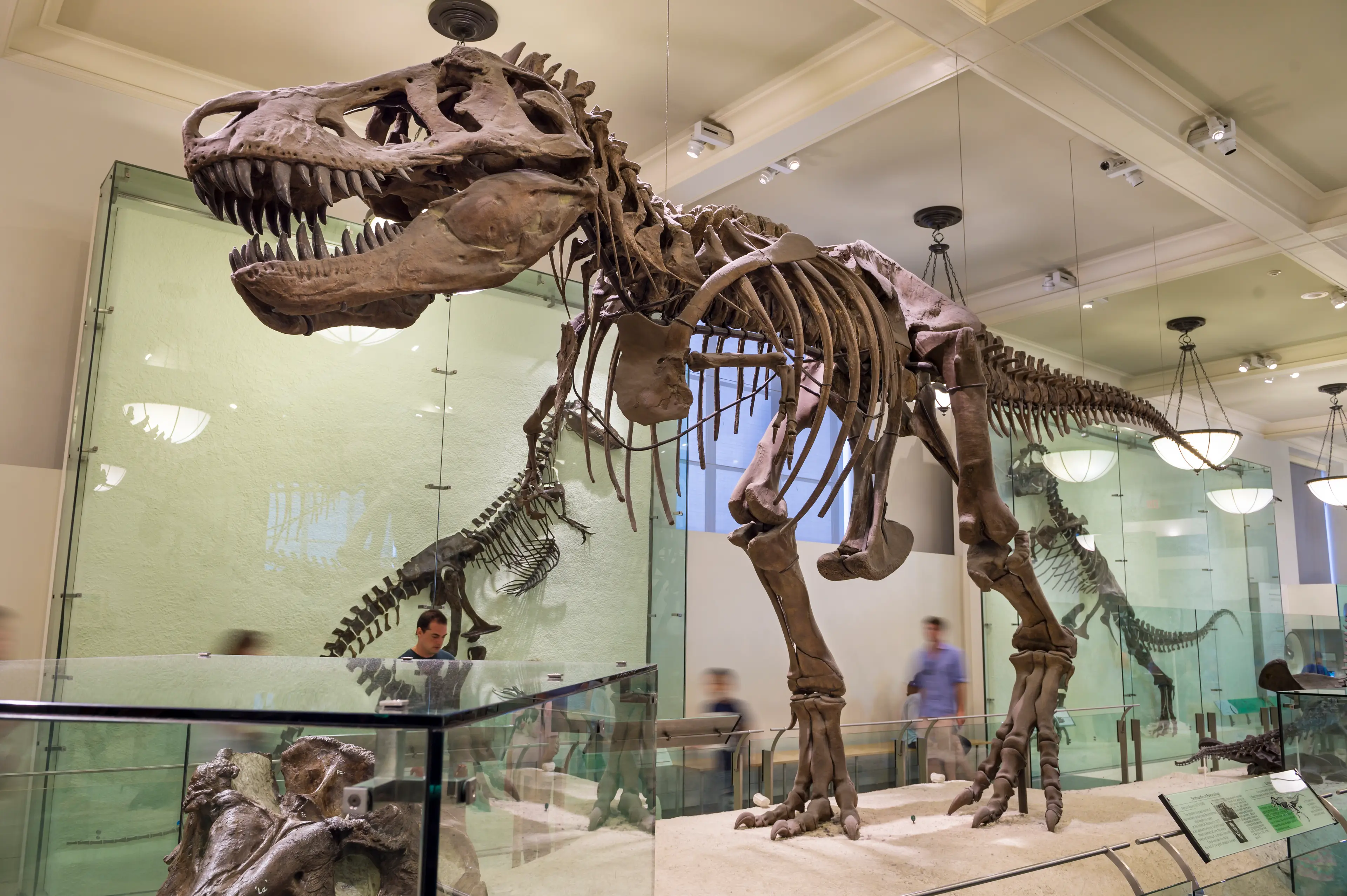 T-Rex only survives in fossilized remains (Marc Dozier/Getty)