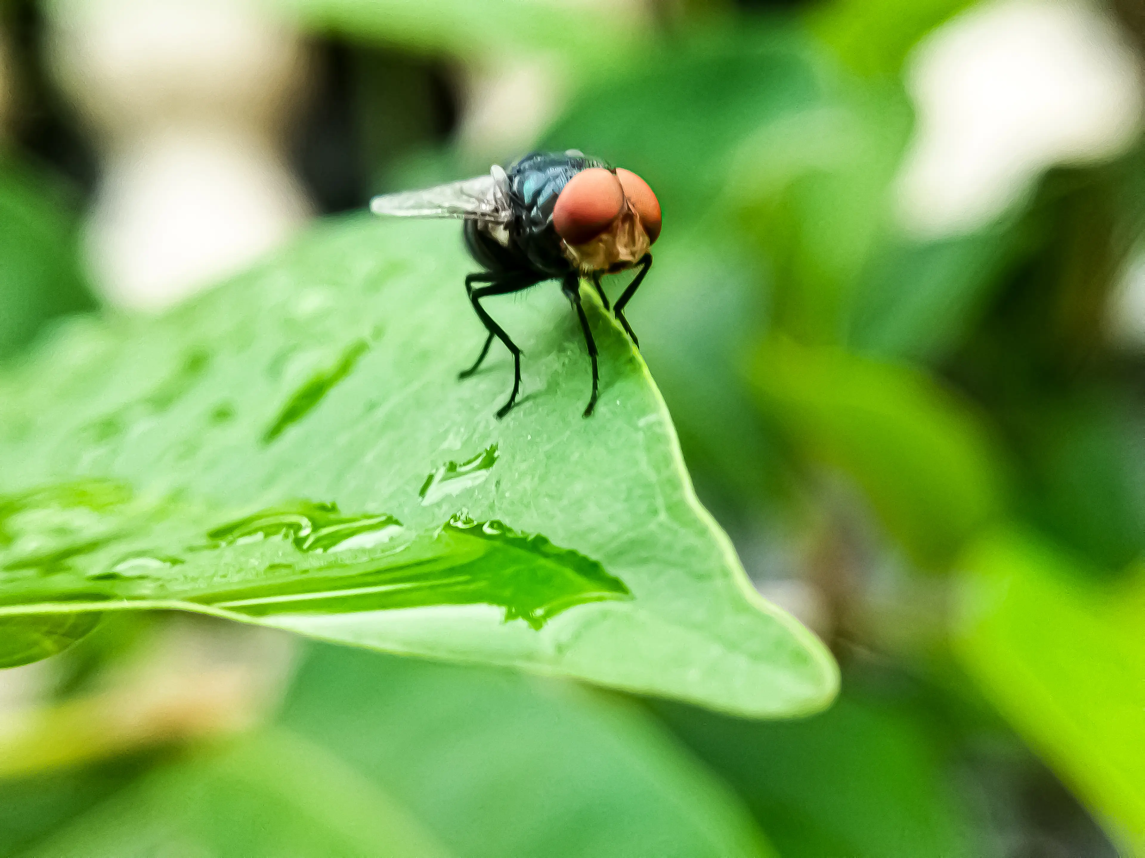 New World Screwworms' larvae have become in the US recently(Getty Stock Image)