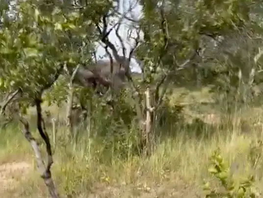 The elephant tipped the car over on its side.