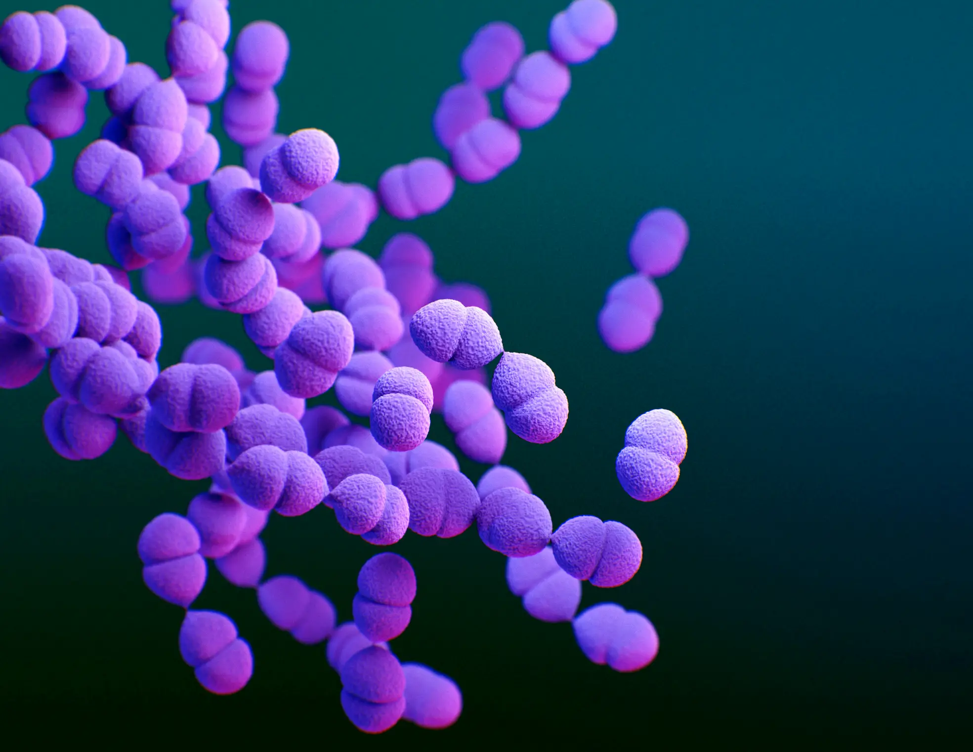 Streptococcus pneumoniae can cause meningitis (Meredith Newlove/Science Photo Library/Getty Images)