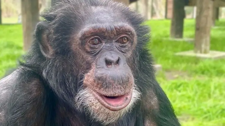 Facebook/Center for Great Apes﻿