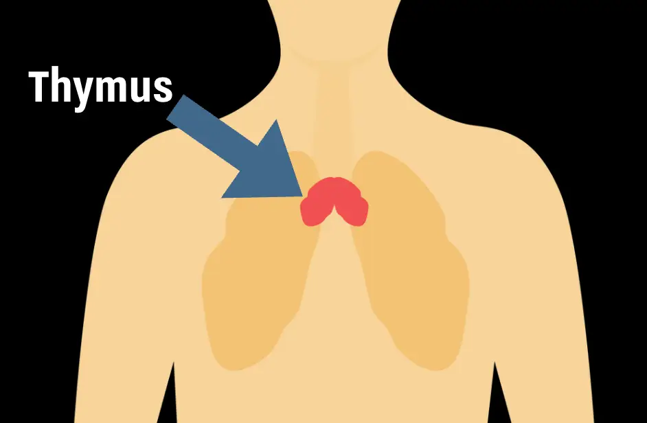 The thymus is getting the recognition it deserves (UNILAD)