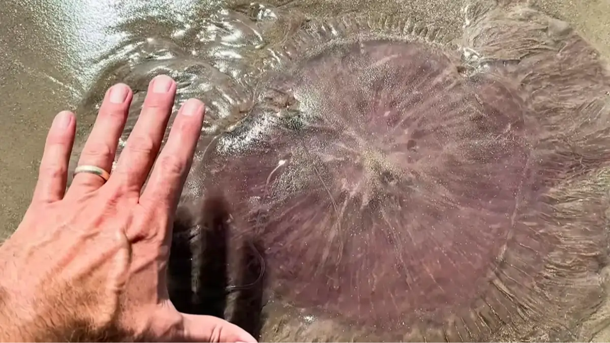 Harte Research Institute