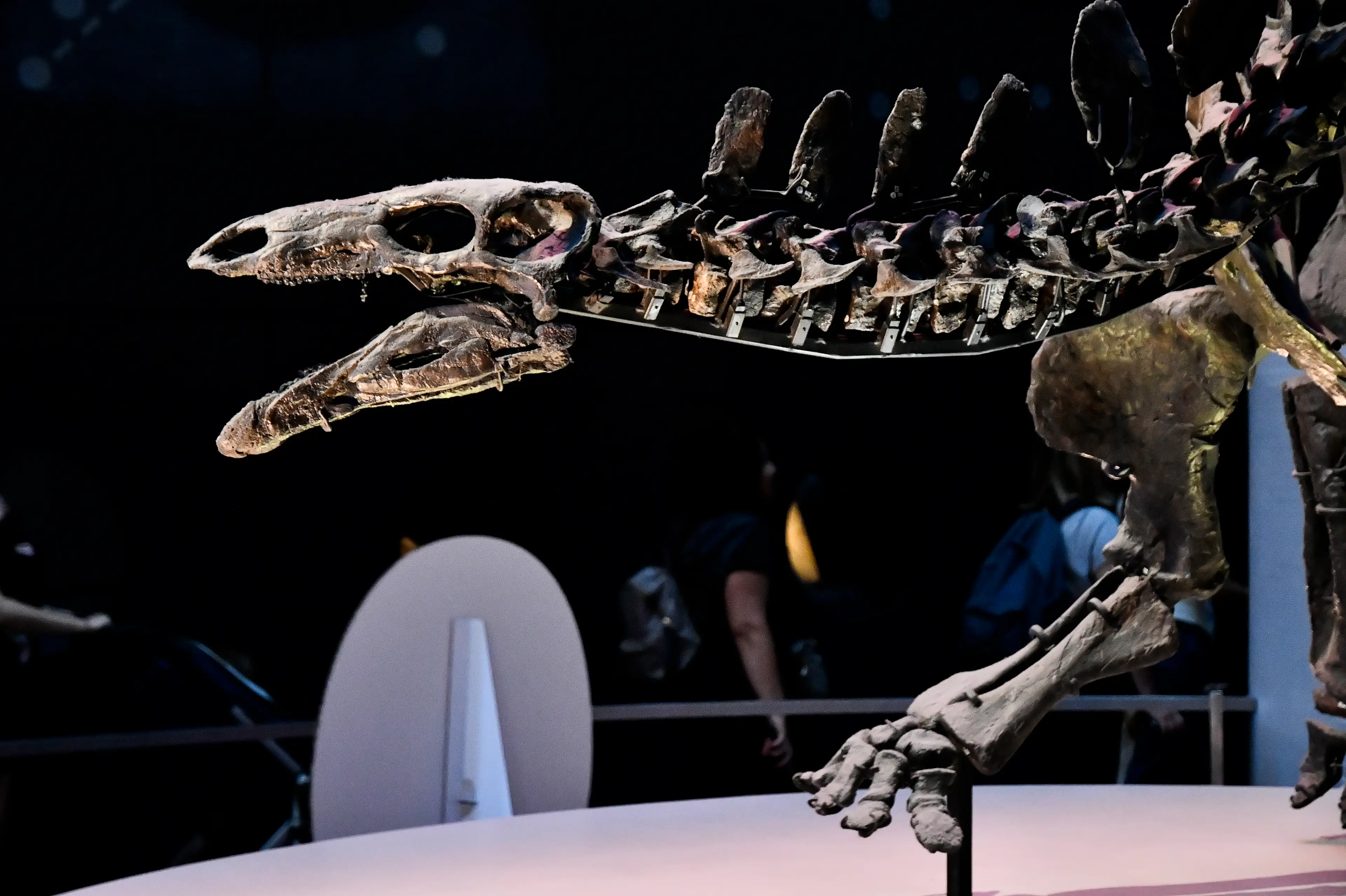 We have been able to piece together the creatures that roamed the Earth before us (Stefano Guidi/Getty Images)