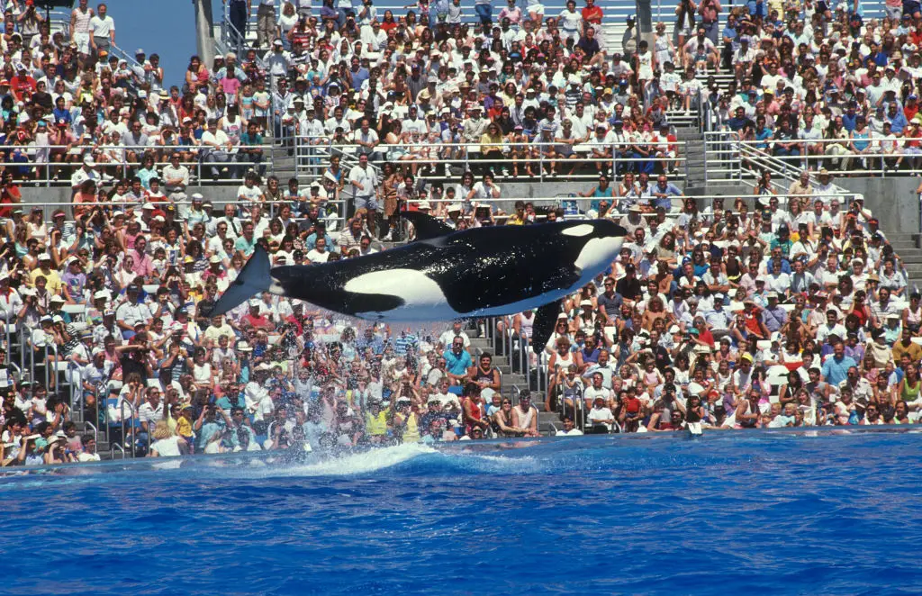 SeaWorld has been heavily criticised over holding captive orcas (Paul Harris/Getty Images)
