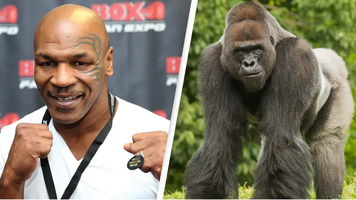 Alex Menendez / Contributor/Sam Al-Bawab