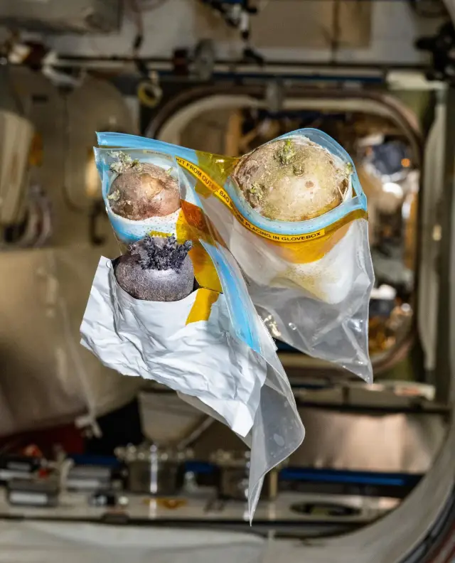 Don Pettit shared pics of his potatoes on social media (Reddit/astro_pettit)