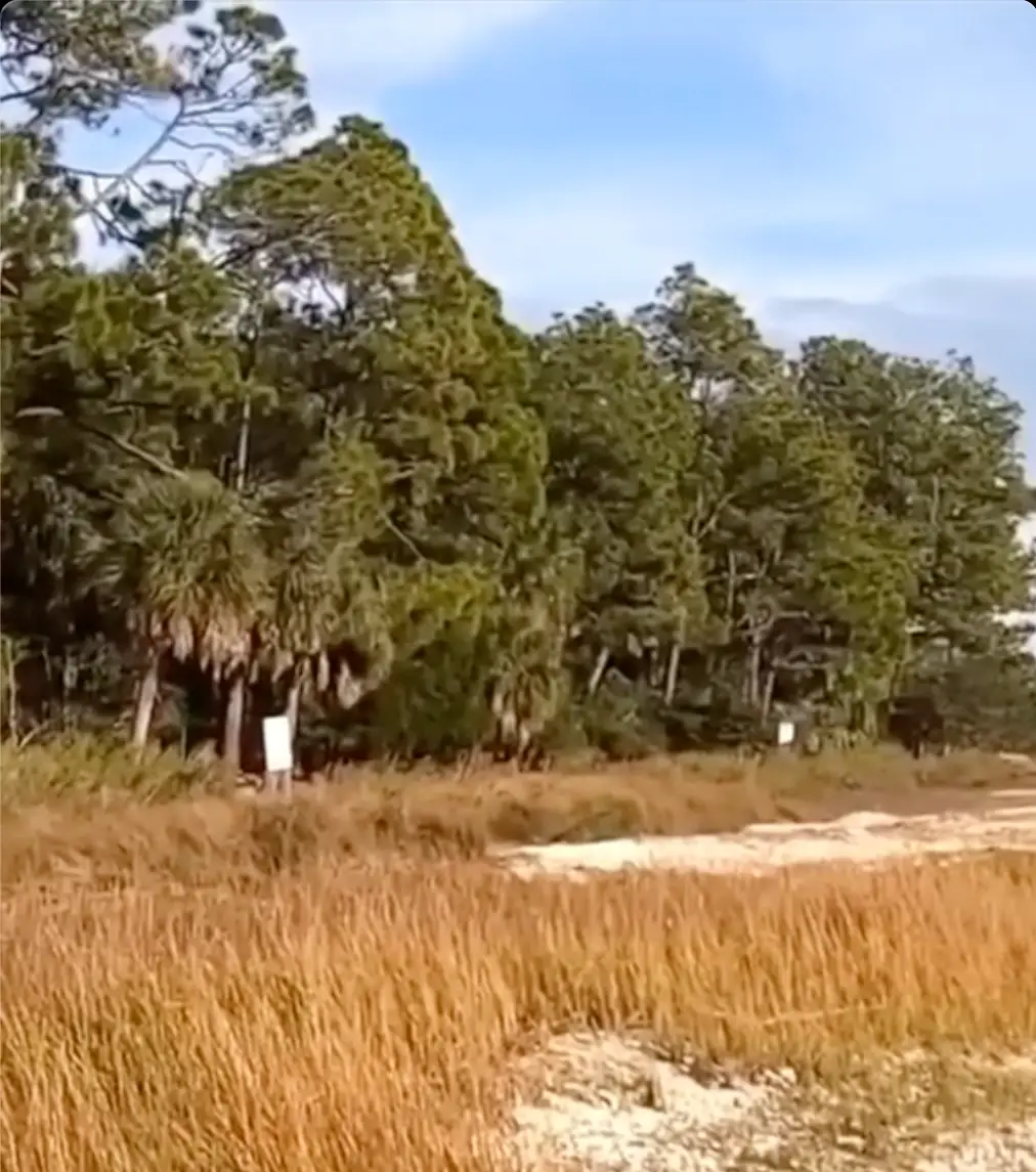 Morgan Island is located off the coast of South Carolina.