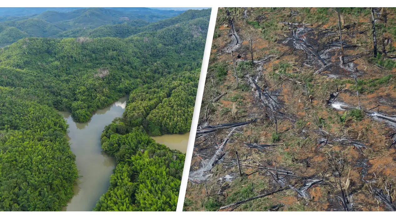 Amazon Rainforest Is Reaching 'Tipping Point' And Will Begin Transforming Into Savannah