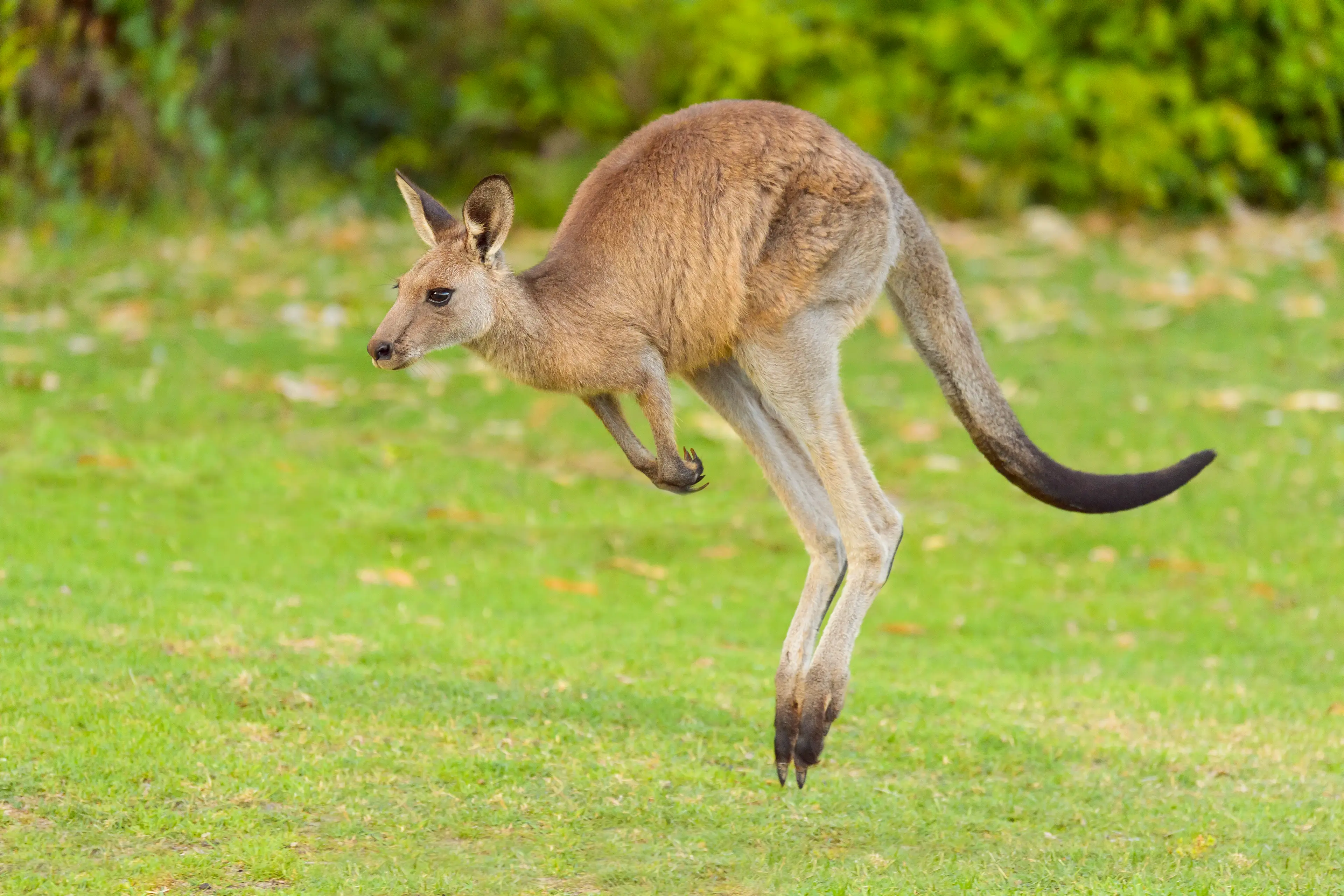 One side has creatures from Australia, like the country's native kangaroos (Raimund Linke / Getty)